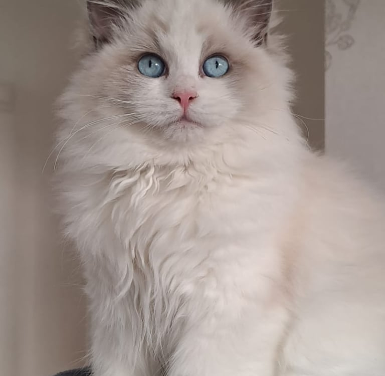 Vamille des Dolls de Mitilo