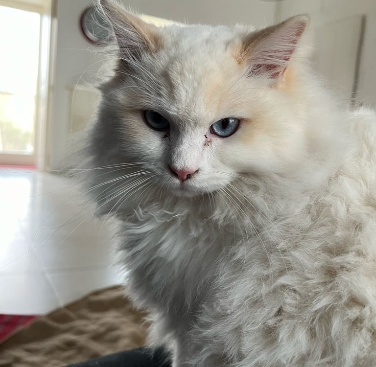 Zazu des Dolls de Mitilo