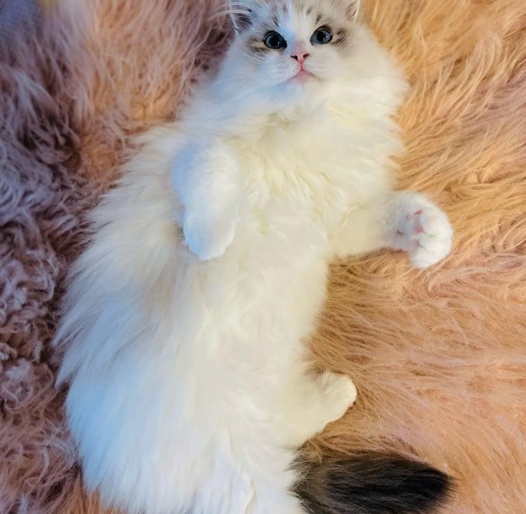 V Bao des Dolls de Mitilo