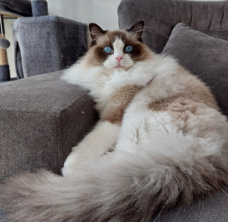 Vasco des Dolls de Mitilo