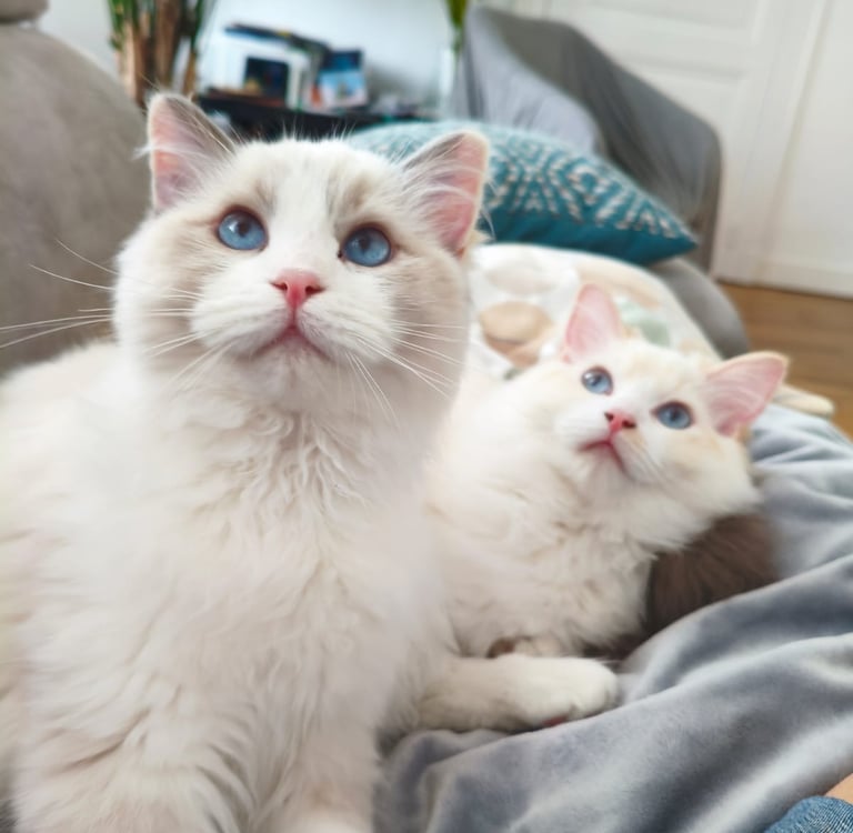 Aristo et Alba des Dolls de Mitilo