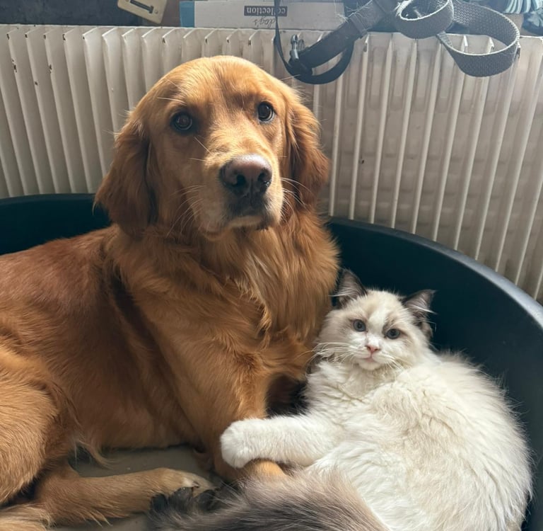 A Neko des Dolls de Mitilo