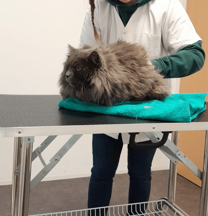Ostéopathie animale chez le chat : accompagnement, bien être