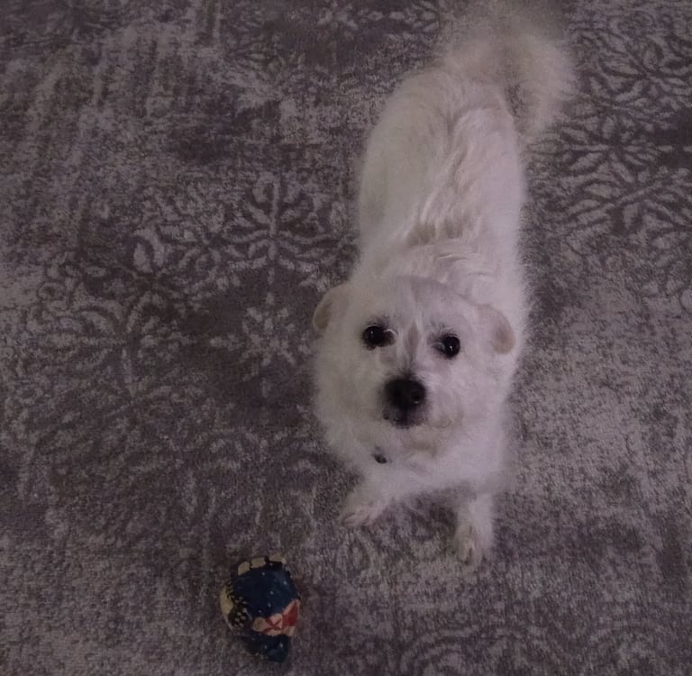 Spellbound Ceremonies dog memorial