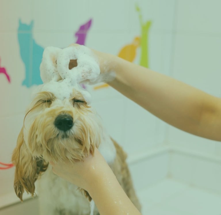 banho-e-tosa-premium-jardim-sao-paulo