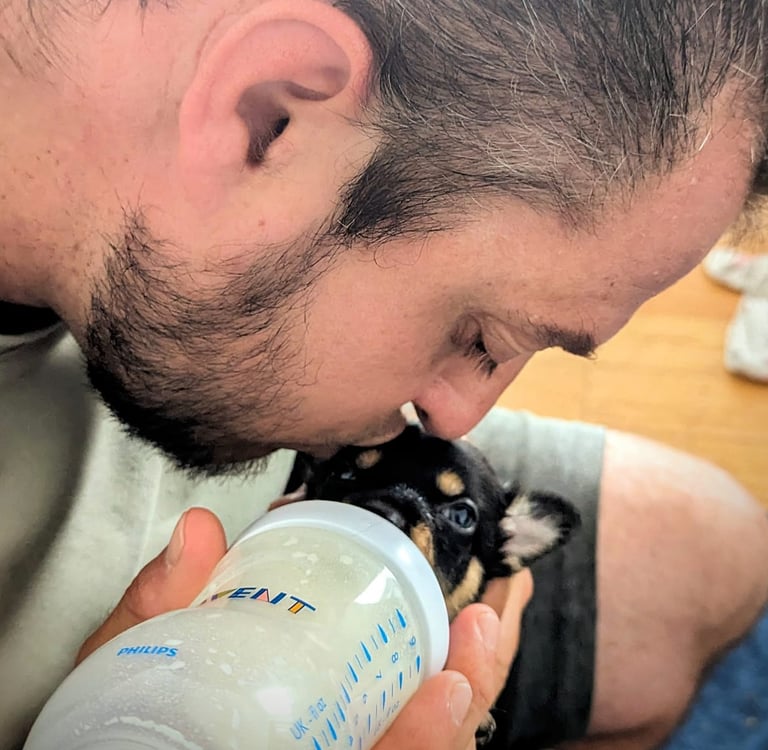 Chiot Kelpie Australien biberon