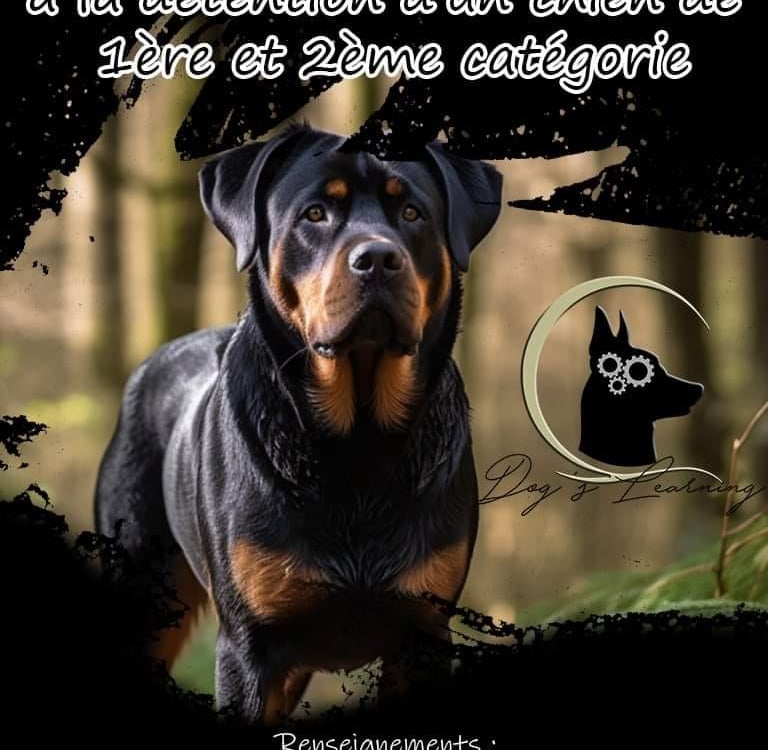 Formation chien catégorisé calvados