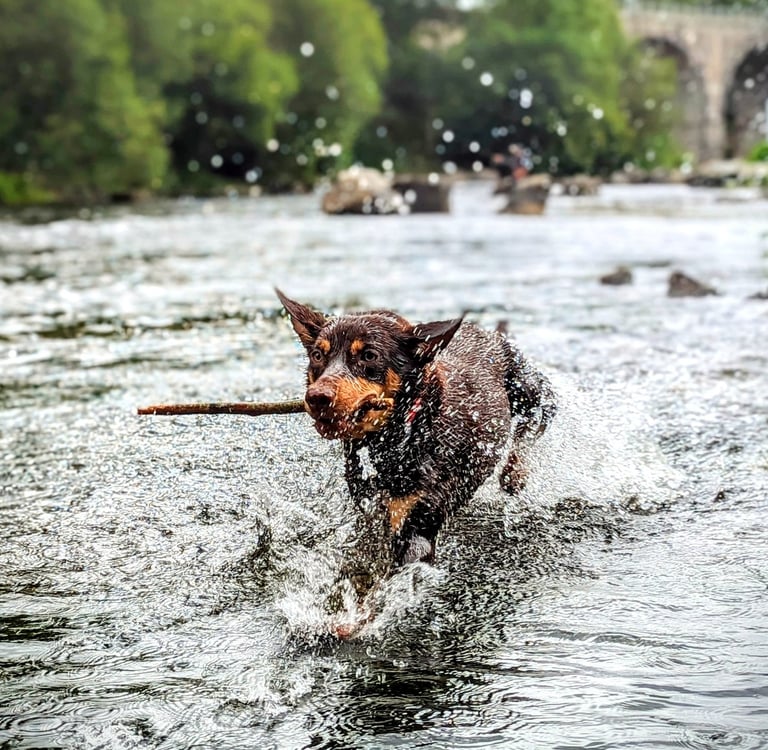 un kelpie australien à l'Aqua school
