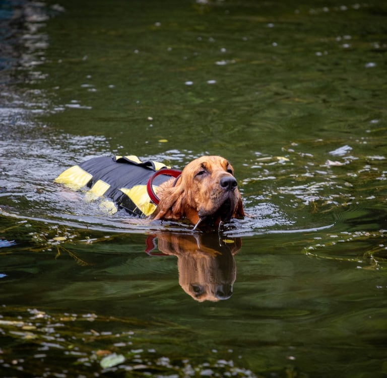 Un St-Hubert qui apprend à nager à l'Aqua School dans le Calvados