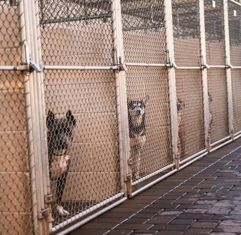 Dogs in kennel in dog shelter