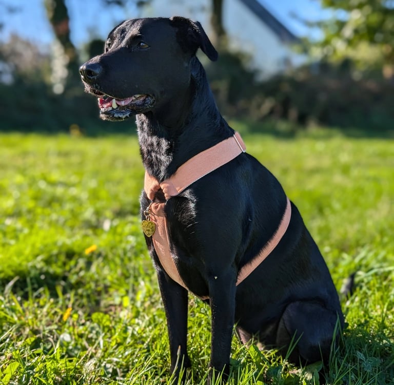 a dog sitting in the grass with a harnesh
