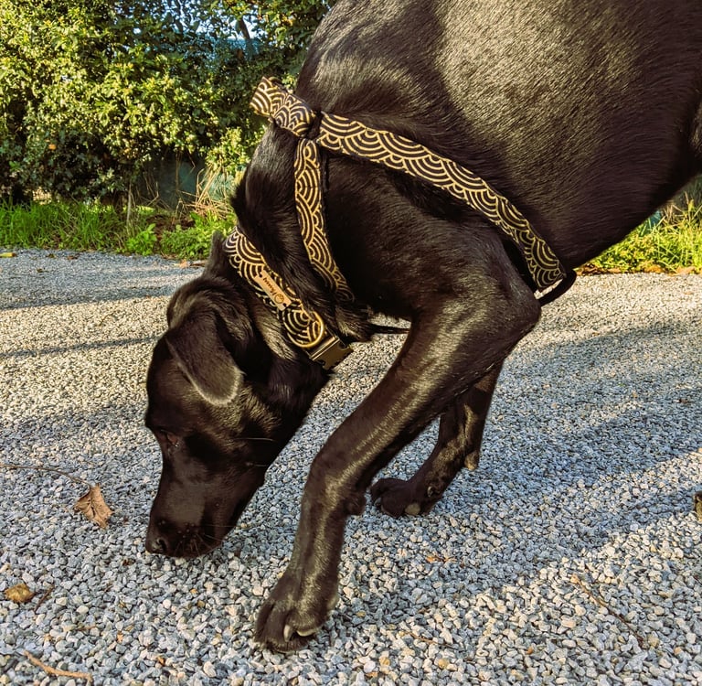 a dog is sniffing the ground with a harnesh