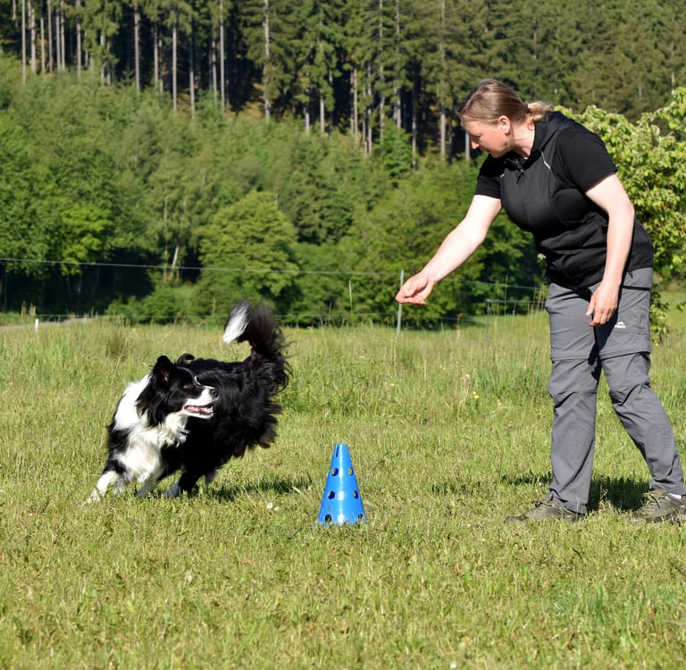 Hundetrainer trainiert einen Border Collie mit einem blauen Pylon auf einer Wiese.