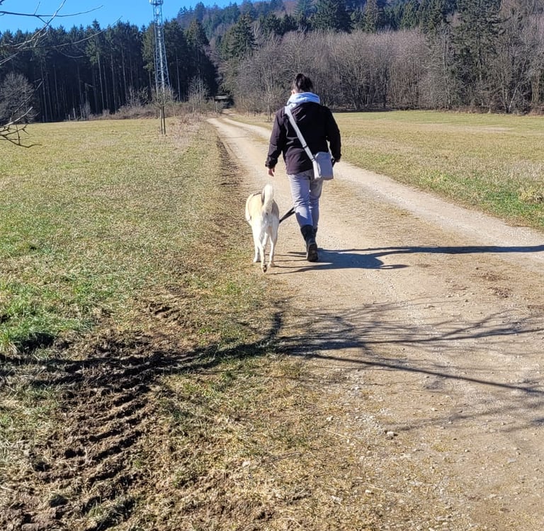 Eine Person, die einen großen weißen Hund auf  Feldweg durch ein sonniges ländliches Feld zum Wald.
