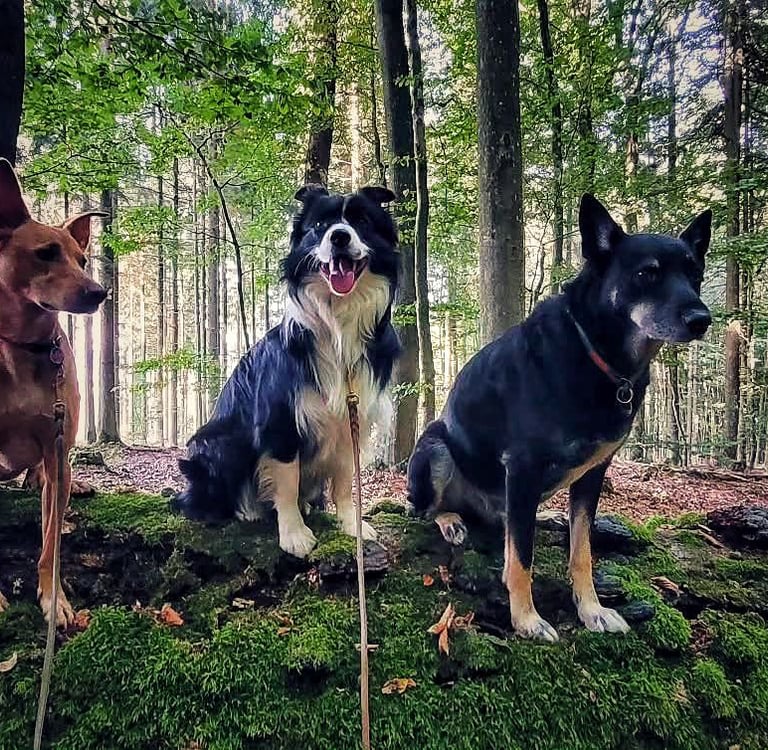 Three dogs sitting on a mossy log in a lush forest during a hike.