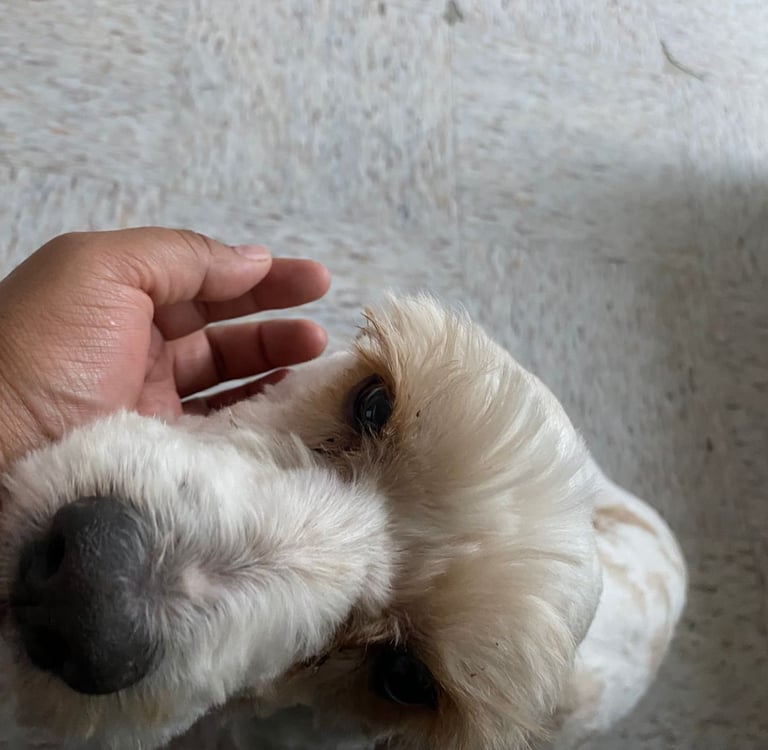 La mano de una persona acaricia suavemente a un pequeño perro blanco y esponjoso con manchas marrone