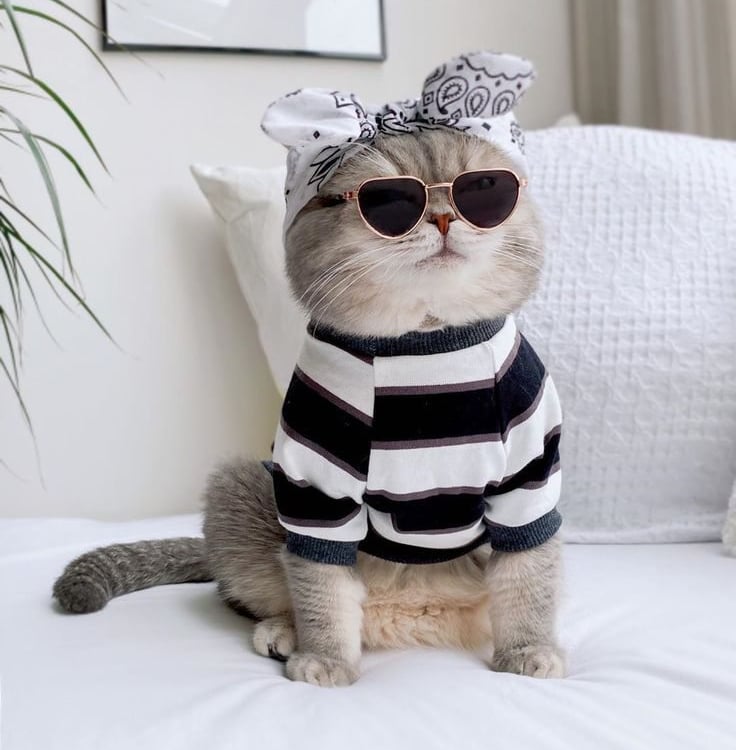 Adorable gato atigrado gris con gafas en forma de corazón, una camisa a rayas y una diadema bandana