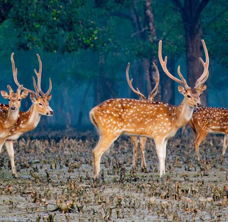 Dear in Sundarban