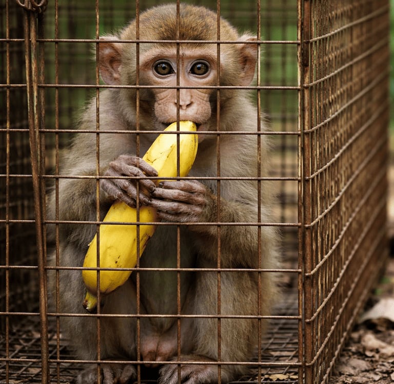 Kleiner Makaken-Banane frisst – Symbolbild für Tierhaltung oder Gefangenschaft.