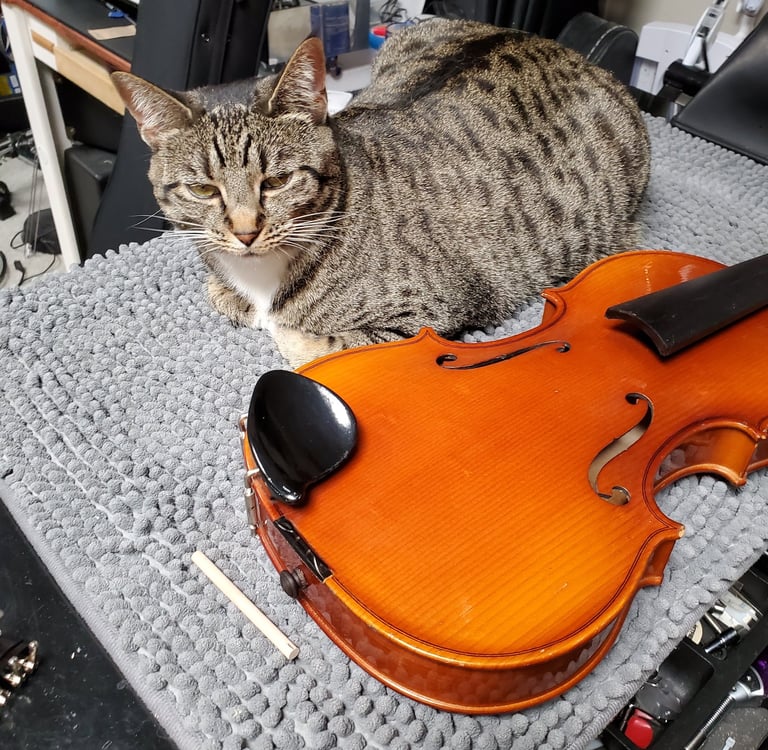 Repair and maintenance on orchestral instruments. Supervised by Ivy the cat