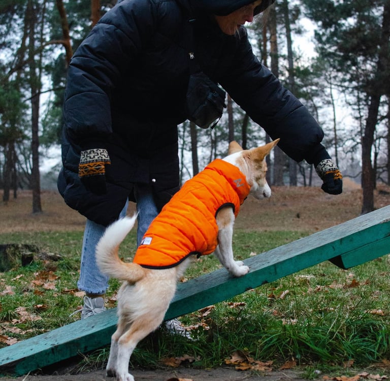 Person luring a dog in an orange coat onto a ramp
