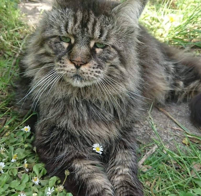 A majestic brown tabby Maine Coon cat lying in green grass with small white daisies.
