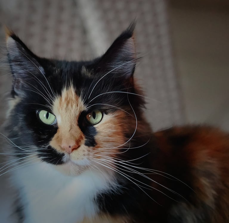 rose-fondation-maine-coon