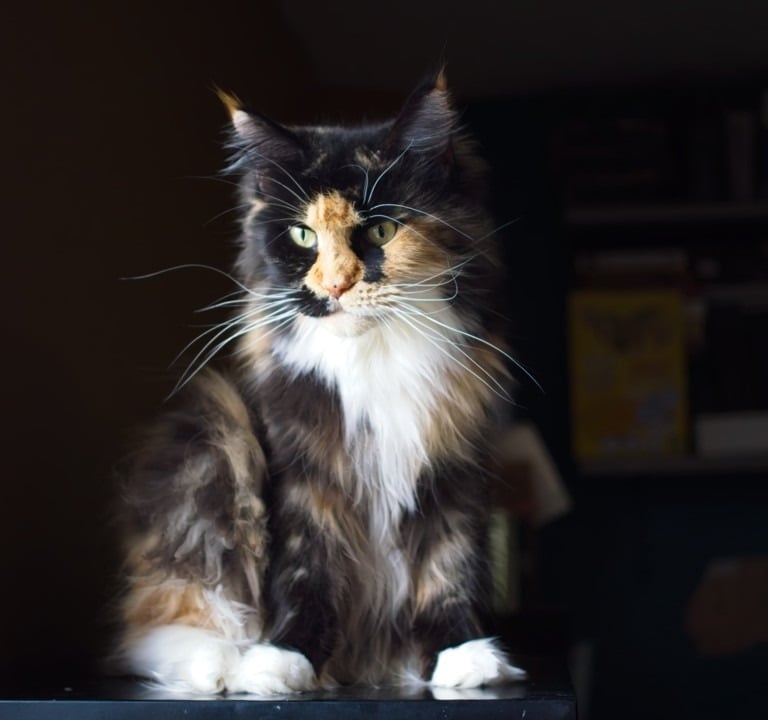 rose-fondation-maine-coon