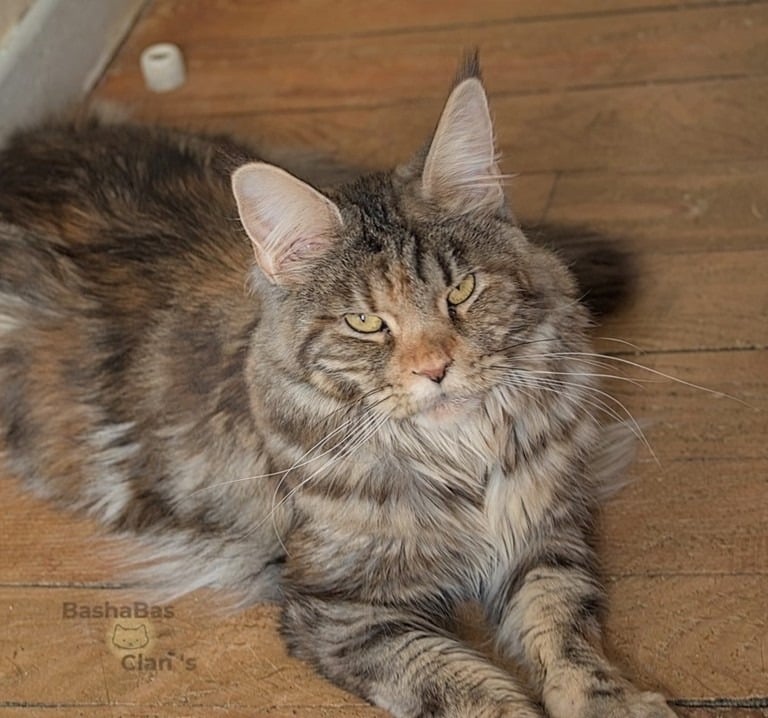 maine coon aux reflets dorés à besancon