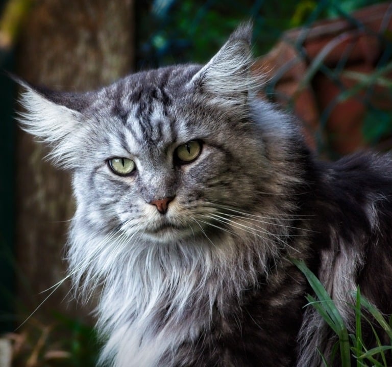 maine coon ancien type male saillie