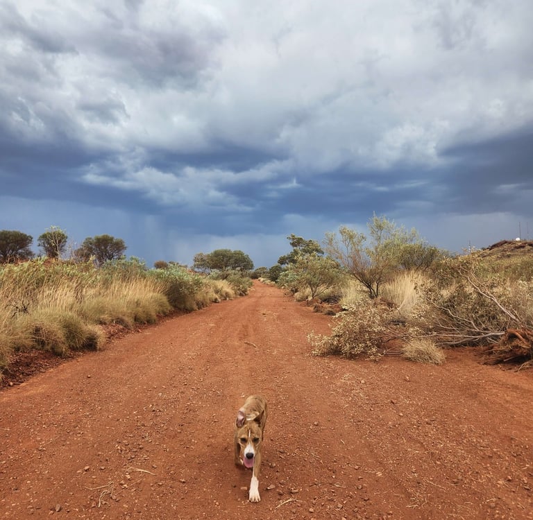 dingo dog australia outback pilbara George Stella Smith's dog