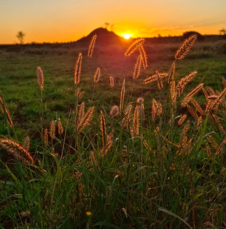 outback australia sunset bush desert vibes