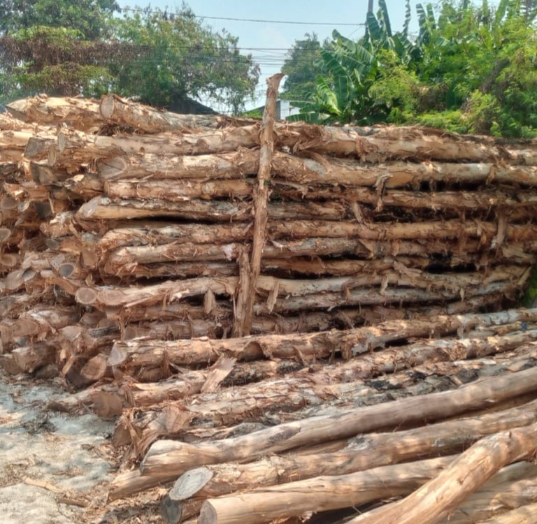 Kayu Dolken gekam
