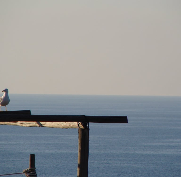 Gabbiano che si riporte a Salina, Isole Eolie