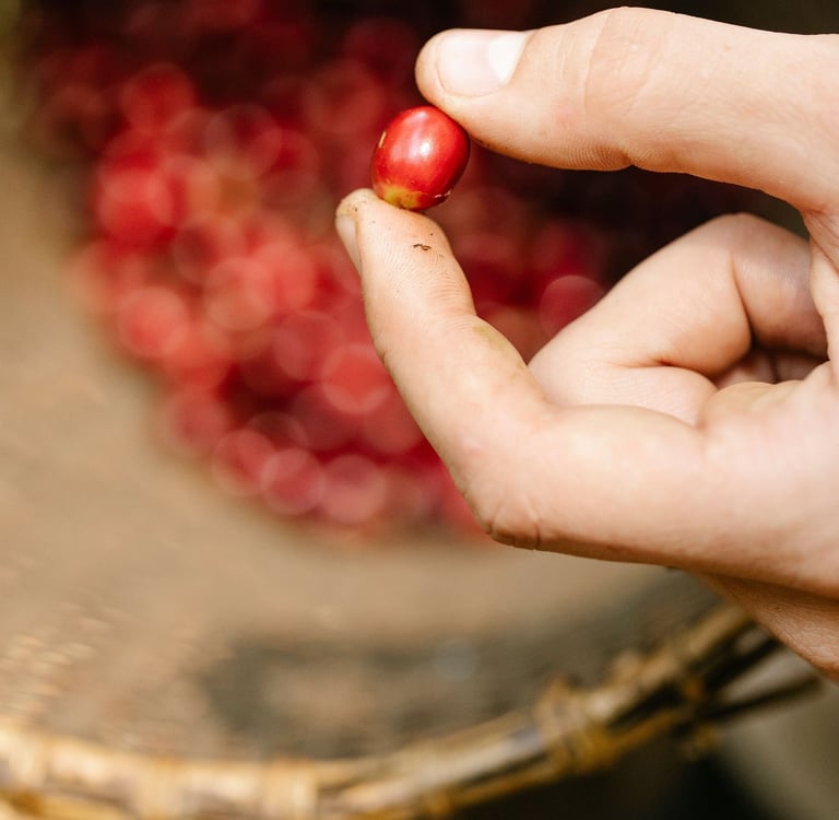 Tuyển chọn cà phê chín