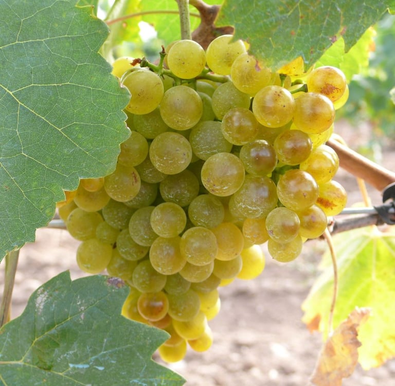 una variedad albarín