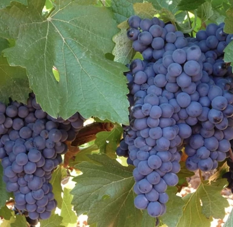 una variedad prieto picudo