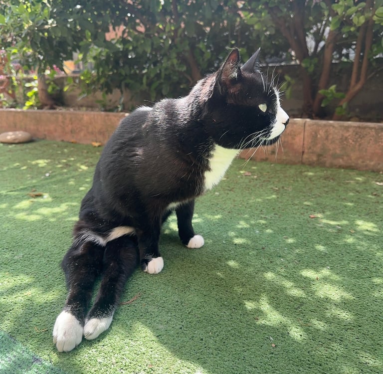 gatto disabile