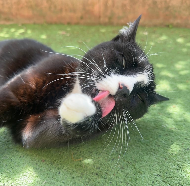 Gatto barf