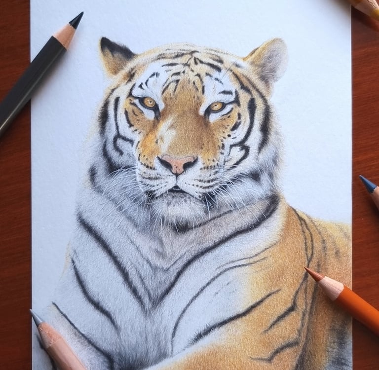 a colored pencil portrait of a tiger