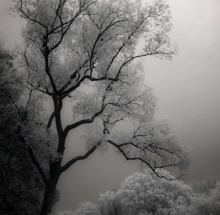 The Invisible Light