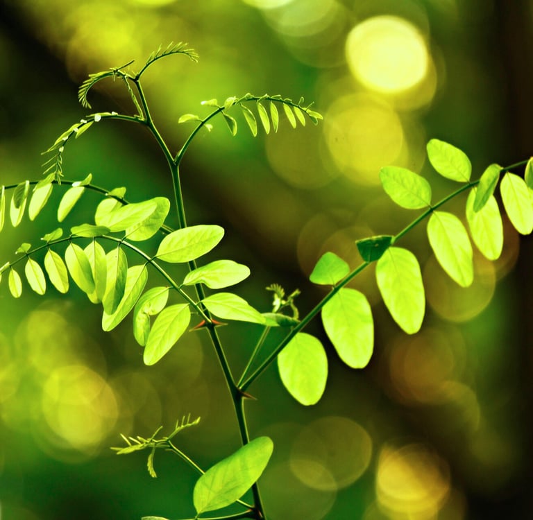 Jeunes pousses de plante