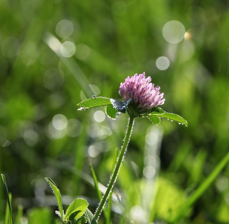 Trèfle violet en fleurs
