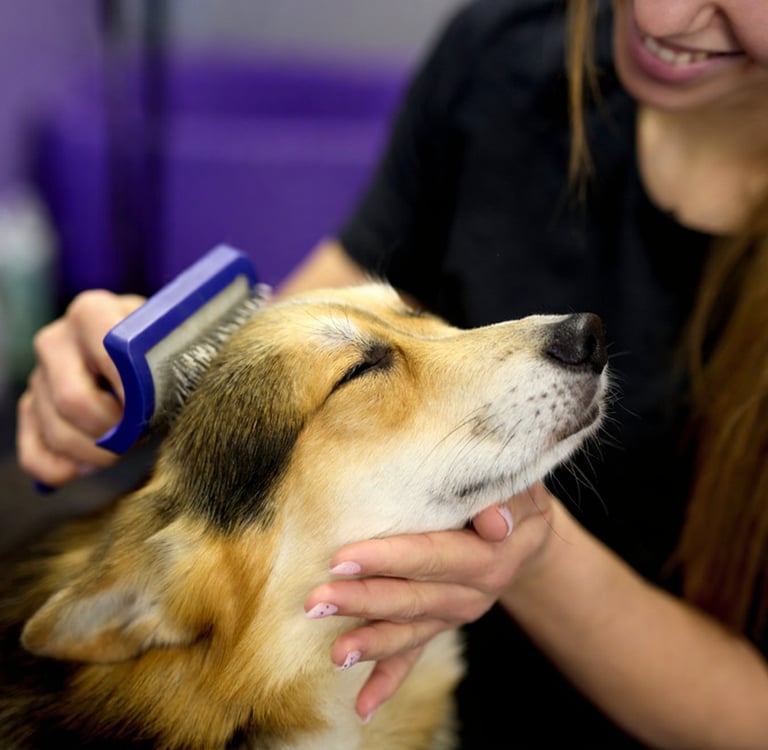 Border Collie wordt gekamd om losse haren te verwijderen
