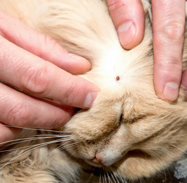 Close-up van controle op vlooien en teken in de vacht van een kat