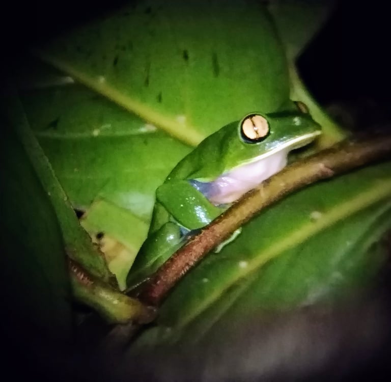 The postcard yellow eyed rare frog in Montverde cloud forest