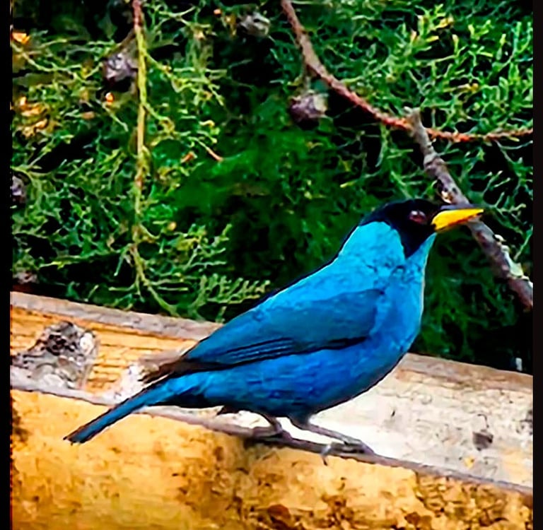 Mielero Turquesa (Dacnis cayana)