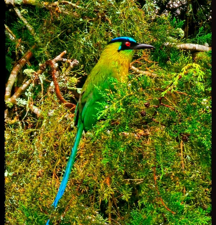 El Barranquero (Momotus aequatorialis)