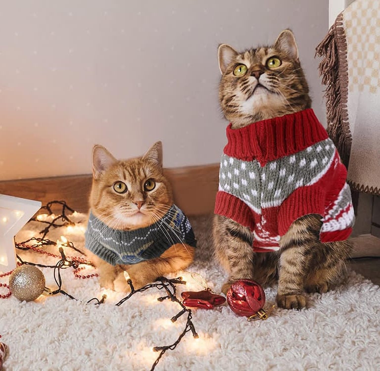 gatitos navideños con sueter