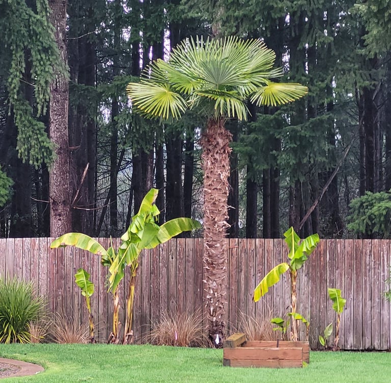 mature windmill palm / banana palms early winter
